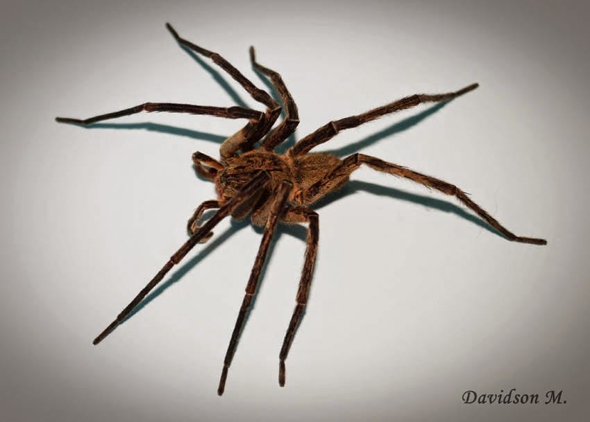 Image result for aranha armadeira